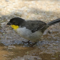 Zaroślak białołbisty - Atlapetes albinucha - White-naped Brush Finch