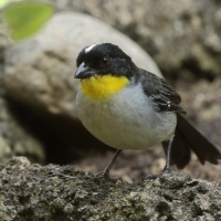 Zaroślak białołbisty - Atlapetes albinucha - White-naped Brush Finch