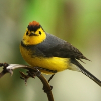 Pleszówka przepasana - Myioborus torquatus - Collared Redstart