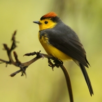 Pleszówka przepasana - Myioborus torquatus - Collared Redstart