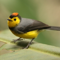 Pleszówka przepasana - Myioborus torquatus - Collared Redstart