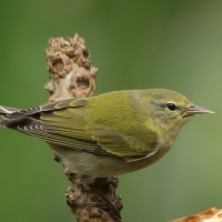Lasówka oliwkowa - Leiothlypis peregrina - Tennessee Warbler