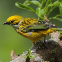 Tangarka cytrynowa - Tangara icterocephala - Silver-throated Tanager