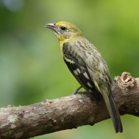 Piranga ognista - Piranga bidentata - Flame-colored Tanager