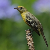 Piranga ognista - Piranga bidentata - Flame-colored Tanager