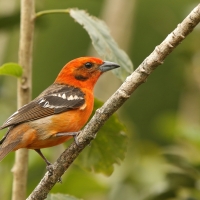 Piranga ognista - Piranga bidentata - Flame-colored Tanager