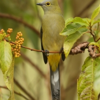 Jedwabniczka długosterna - Ptiliogonys caudatus - Long-tailed Silky-flycatche