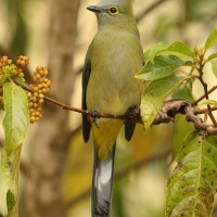 Jedwabniczka długosterna - Ptiliogonys caudatus - Long-tailed Silky-flycatche