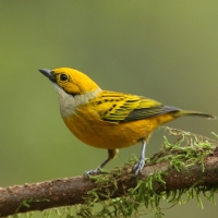 Tangarka cytrynowa - Tangara icterocephala - Silver-throated Tanager