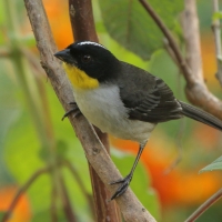 Zaroślak białołbisty - Atlapetes albinucha - White-naped Brush Finch