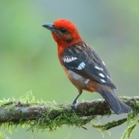 Piranga ognista - Piranga bidentata - Flame-colored Tanager
