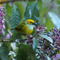 Tangarka cytrynowa - Tangara icterocephala - Silver-throated Tanager