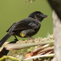 Goleńczyk ciemny - Pselliophorus tibialis - Yellow-thighed Finch