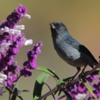 Haczykodziobek śniady - Diglossa plumbea - Slaty Flowerpiercer