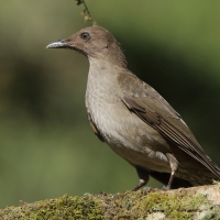 Drozd gorski - Turdus plebejus - Mountain Thrush
