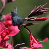 Haczykodziobek śniady - Diglossa plumbea - Slaty Flowerpiercer