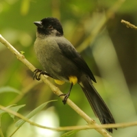 Goleńczyk ciemny - Pselliophorus tibialis - Yellow-thighed Finch