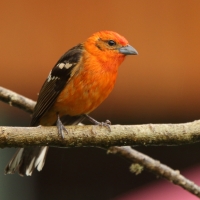 Piranga ognista - Piranga bidentata - Flame-colored Tanager