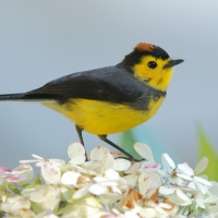 Pleszówka przepasana - Myioborus torquatus - Collared Redstart