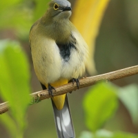 Jedwabniczka długosterna - Ptiliogonys caudatus - Long-tailed Silky-flycatche