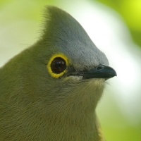 Jedwabniczka długosterna - Ptiliogonys caudatus - Long-tailed Silky-flycatche