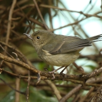 Haczykodziobek śniady - Diglossa plumbea - Slaty Flowerpiercer
