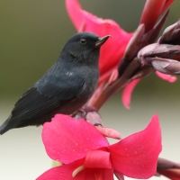 Haczykodziobek śniady - Diglossa plumbea - Slaty Flowerpiercer