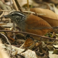 Stokowczyk szaropierśny - Henicorhina leucophrys - Gray-breasted Wood Wren