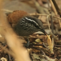 Stokowczyk szaropierśny - Henicorhina leucophrys - Gray-breasted Wood Wren
