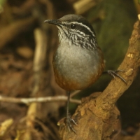 Stokowczyk szaropierśny - Henicorhina leucophrys - Gray-breasted Wood Wren