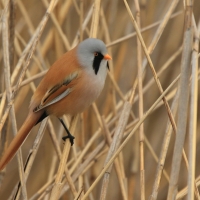Wąsatka - Panurus biarmicus - Bearded Reedling