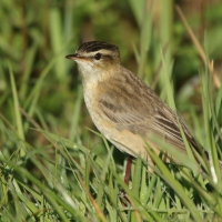 Rokitniczka - Acrocephalus schoenobaenus - Sedge Warbler