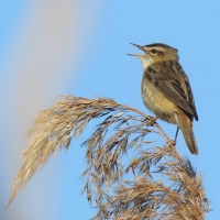 Rokitniczka - Acrocephalus schoenobaenus - Sedge Warbler