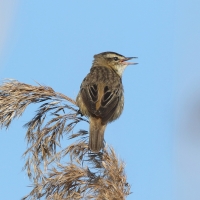 Rokitniczka - Acrocephalus schoenobaenus - Sedge Warbler