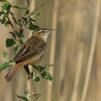 Rokitniczka - Acrocephalus schoenobaenus - Sedge Warbler