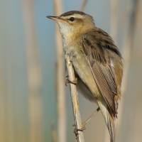 Rokitniczka - Acrocephalus schoenobaenus - Sedge Warbler