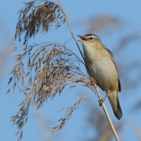 Rokitniczka - Acrocephalus schoenobaenus - Sedge Warbler