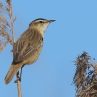 Rokitniczka - Acrocephalus schoenobaenus - Sedge Warbler