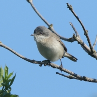 Piegża - Sylvia curruca - Lesser Whitethroat
