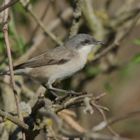 Piegża - Sylvia curruca - Lesser Whitethroat