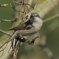 Piegża - Sylvia curruca - Lesser Whitethroat