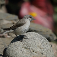 Piegża - Sylvia curruca - Lesser Whitethroat