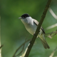 Kapturka - Sylvia atricapilla - Eurasian Blackcap