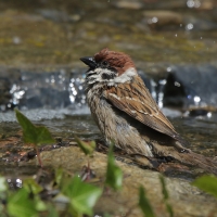 Mazurek - Passer montanus - Eurasian Tree Sparrowh