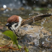 Mazurek - Passer montanus - Eurasian Tree Sparrowh