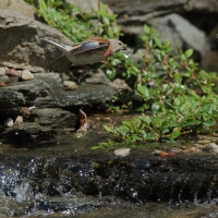 Makolągwa - Carduelis cannabina - Common Linnet