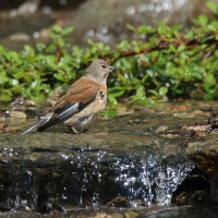 Makolągwa - Carduelis cannabina - Common Linnet