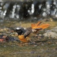 Pleszka - Phoenicurus phoenicurus - Common Redstart