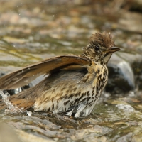 Śpiewak - Turdus philomelos - Song Thrush