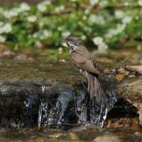 Piegża - Sylvia curruca - Lesser Whitethroat
